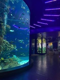 a large aquarium filled with lots of fish