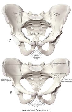 an image of the back and side view of a human skeleton with bones labeled in