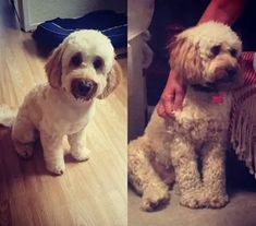 two dogs are sitting on the floor and one is being petted by its owner