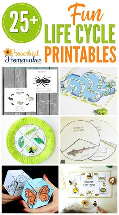 the 25 fun life cycle printables for kids