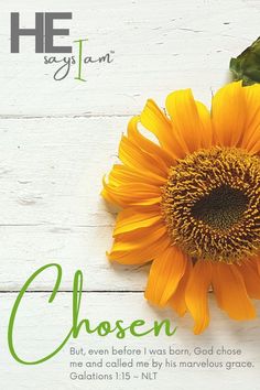 a sunflower with the words chosen written below it on a white wooden background and green leaves