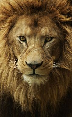 a black and white photo of a lion with the words be fierce written on it