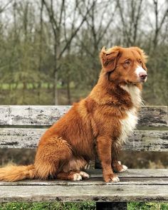 a brown and white dog sitting on top of a wooden bench in front of trees