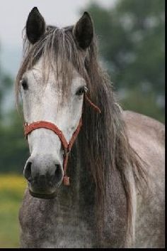 a gray horse with long hair standing in a field