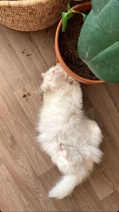 a white cat laying on its back next to a potted plant