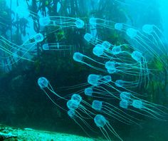 many jellyfish are swimming in the water