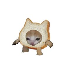 an animal with a piece of bread in it's mouth