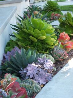 many different types of succulents in a planter on the side of a building