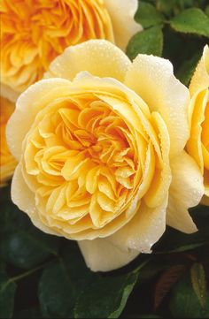 two yellow roses with green leaves and water droplets on them are shown in close up