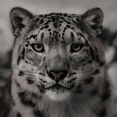 a snow leopard staring at the camera with green eyes and black spots on it's face