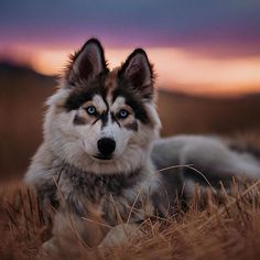 a husky dog laying in the grass at sunset