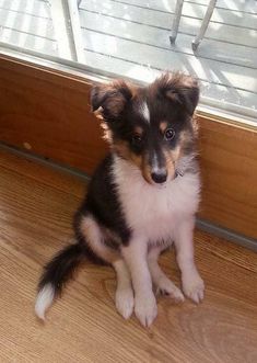 a small dog sitting on the floor next to a door and looking at the camera