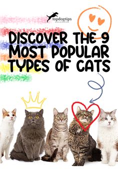 Discover the 9 Most Popular Types of Cats Types Of Cats Breeds Chart, Grey Cat Breeds, Types Of Cats Breeds, Cat Breeds List, Cat Breeds Chart, Black Cat Breeds, Different Types Of Cats, All Types Of Cats