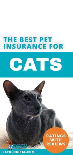 the best pet insurance for cats ratingss and reviewes by catlogia com