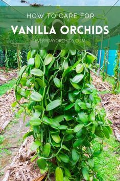 a potted plant with the words how to care for vanilla orchids on it