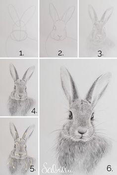 the steps to draw a rabbit's head in pencil and watercolng technique