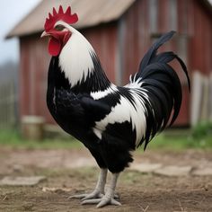 a black and white rooster standing in front of a barn