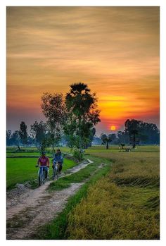 two people riding bikes down a dirt path near a grassy field at sunset with the sun setting in the distance