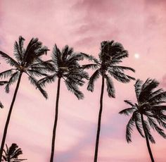 palm trees against a pink sky with the moon in the distance and some clouds above them