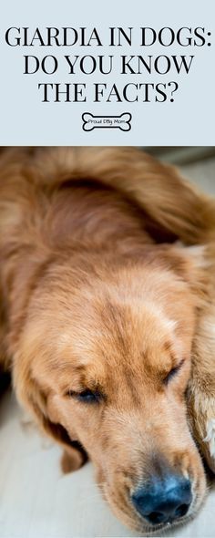 a brown dog laying on top of a white floor next to a black and white sign