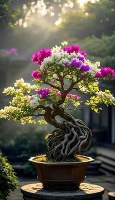 a bonsai tree with purple and white flowers