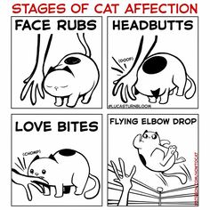 four different stages of cat affection with the caption saying, love bites flying elbow drop