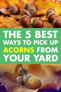 the 5 best ways to pick up acorns from your yard