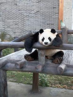 a panda bear sitting on top of a wooden bench