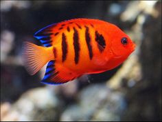 an orange and blue fish with black stripes