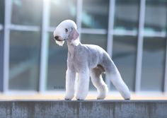 a small white dog standing on top of a cement wall