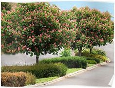 a tree with pink flowers in the middle of a street next to bushes and trees