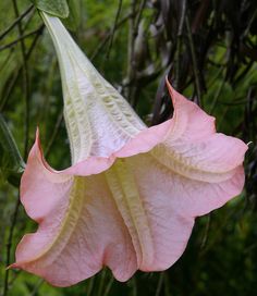 a pink and white flower with green leaves