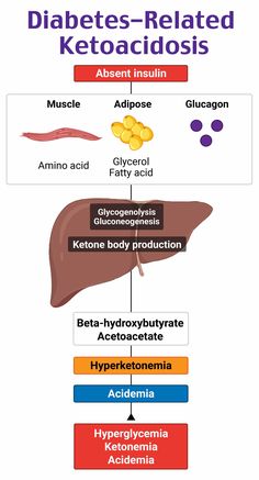 a diagram showing the different types of livers and their functions in human health care