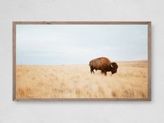 a bison standing in the middle of a dry grass field under a cloudy blue sky