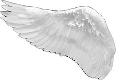 an image of white wings on a white background