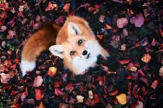 a red fox is laying on the ground surrounded by autumn colored leaves, looking up at the camera