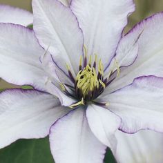 a purple and white flower with green leaves