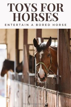 a horse sticking its head through the fence