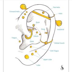 an ear diagram showing the different parts