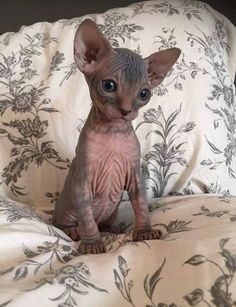 a hairless cat sitting on top of a bed