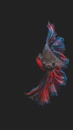 a siamese fish with red, white and blue tailing tails in the dark