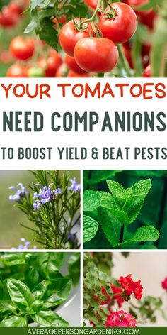 tomatoes and other plants with text overlay that says your tomatoes need companions to host yield and