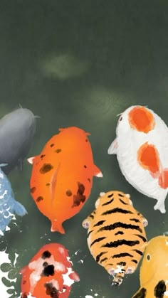 five different colored fish are in the water with one orange, one black and one white