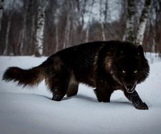 a black wolf is walking through the snow