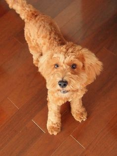 a small brown dog standing on top of a hard wood floor