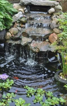 a pond with water lilies and rocks in it