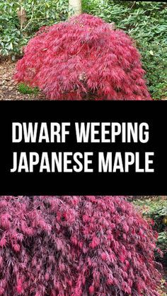 Emperor One Japanese Maple, Chinese Maple Tree, Red Maple Tree Landscaping, Front Yard Shrubs, Japanese Maple Tree Landscape, Aesthetic Plant Wallpaper, Weeping Japanese Maple, Tattoo Tree Of Life, Garden Ideas Front Yard