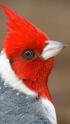 a close up of a red and gray bird with feathers on it's head