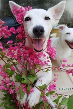 two white dogs sitting next to each other with pink flowers