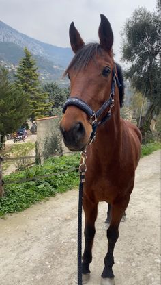 a brown horse standing on top of a dirt road